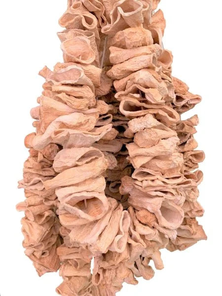 Dichte Nahaufnahme zahlreicher getrockneter Zucchiniringe in hellbeiger Farbe, naturgetrocknet und in traditioneller Form aufgereiht.